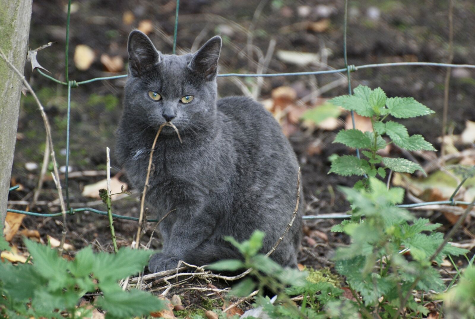 Nikon D80 sample photo. Feral, cat, feline photography