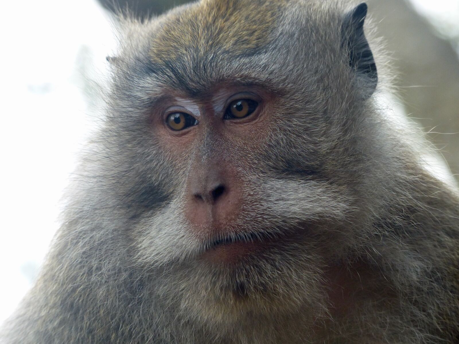 Panasonic Lumix DMC-FZ200 sample photo. Bali, indonesia, monkey photography
