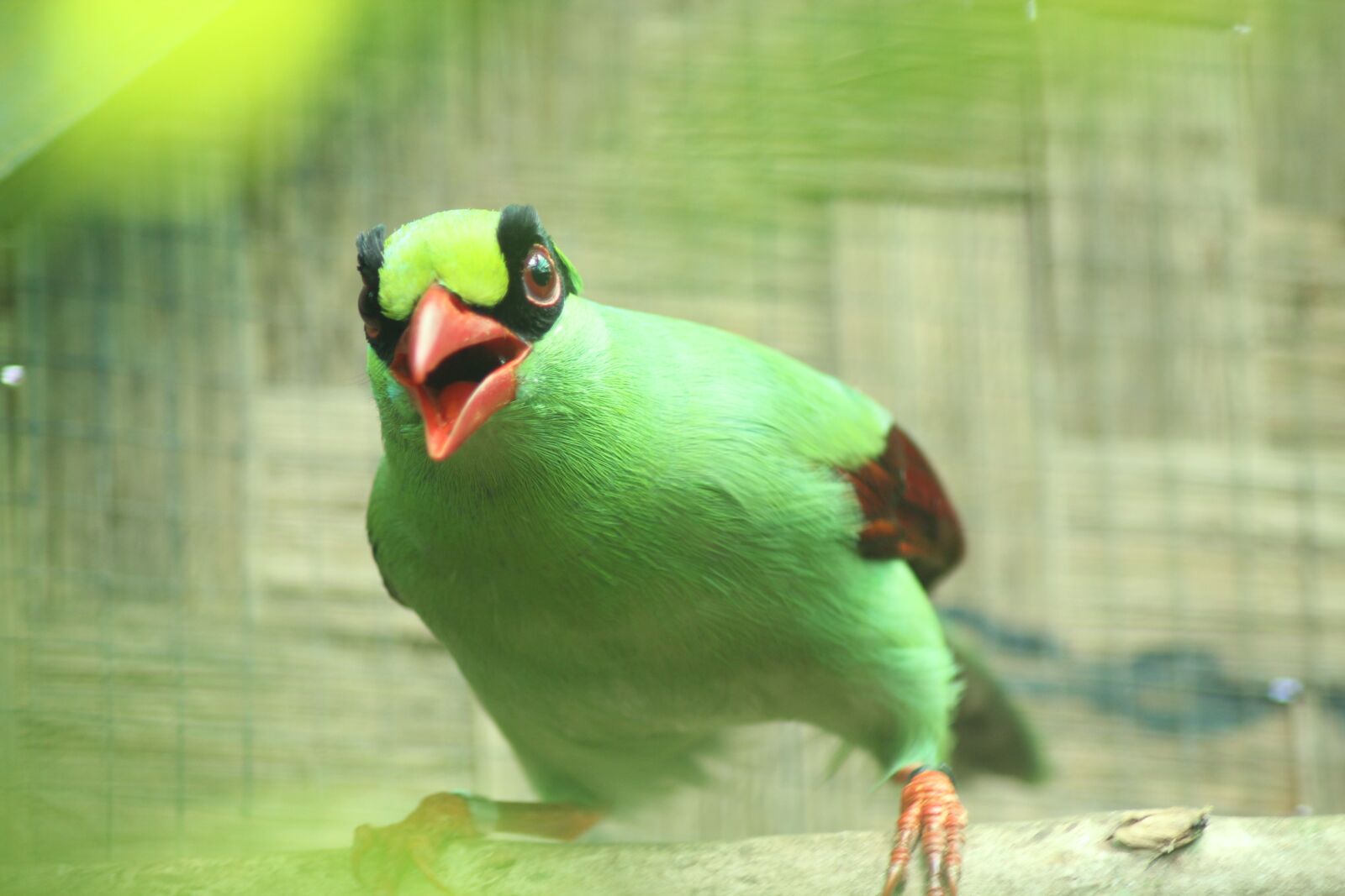 Canon EOS 550D (EOS Rebel T2i / EOS Kiss X4) sample photo. Javan green magpie, bird photography