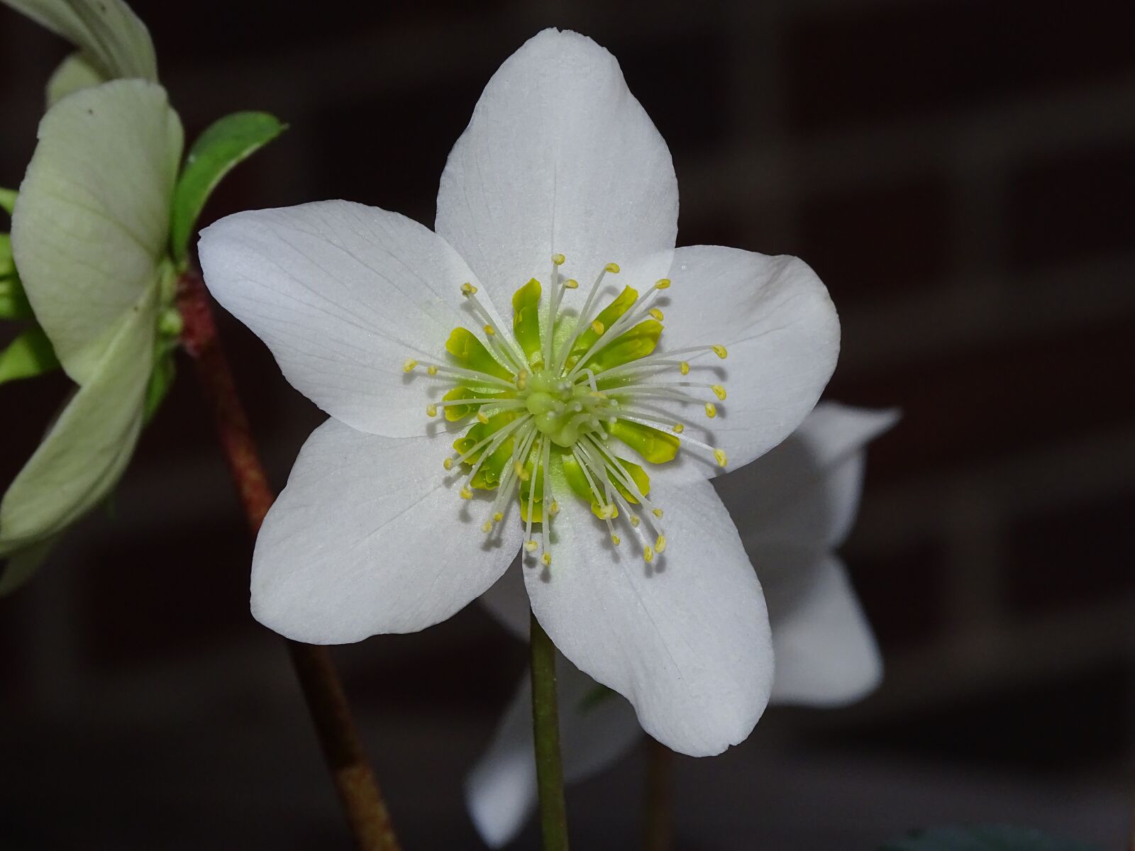 Sony Cyber-shot DSC-HX400V sample photo. Christmas rose, anemone blanda photography
