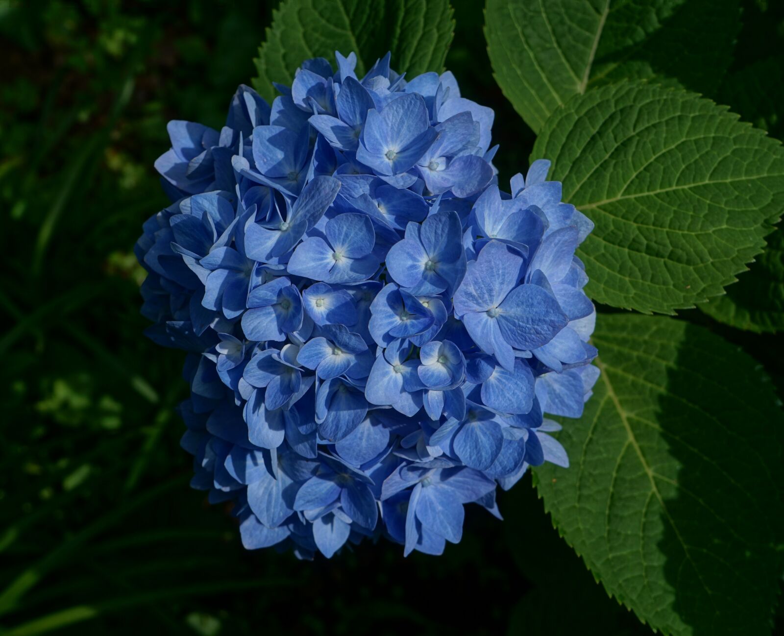 Sony a6000 sample photo. Deep-blue hydrangea, flower, blossom photography