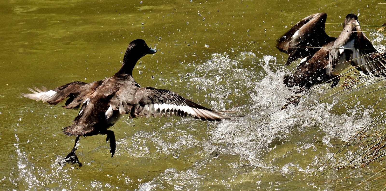 Nikon D7200 sample photo. Tufted duck, tracking, blue photography