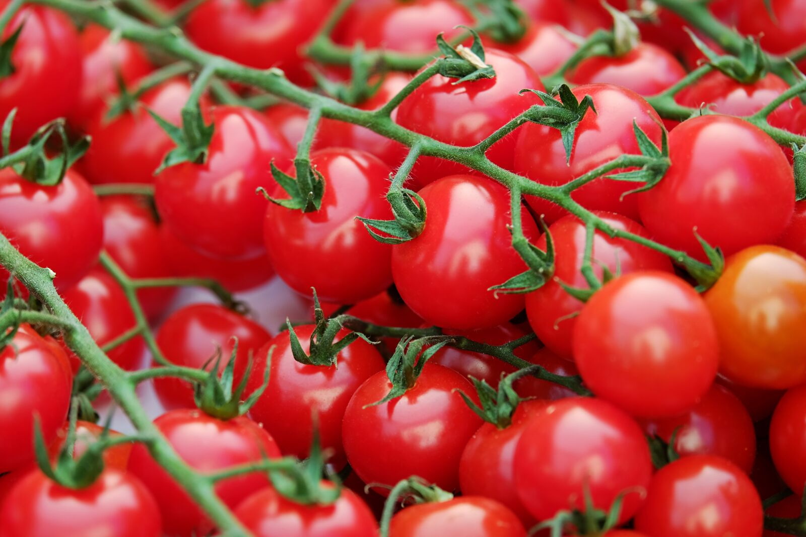 Fujifilm XF 55-200mm F3.5-4.8 R LM OIS sample photo. Trusses, tomatoes, red photography