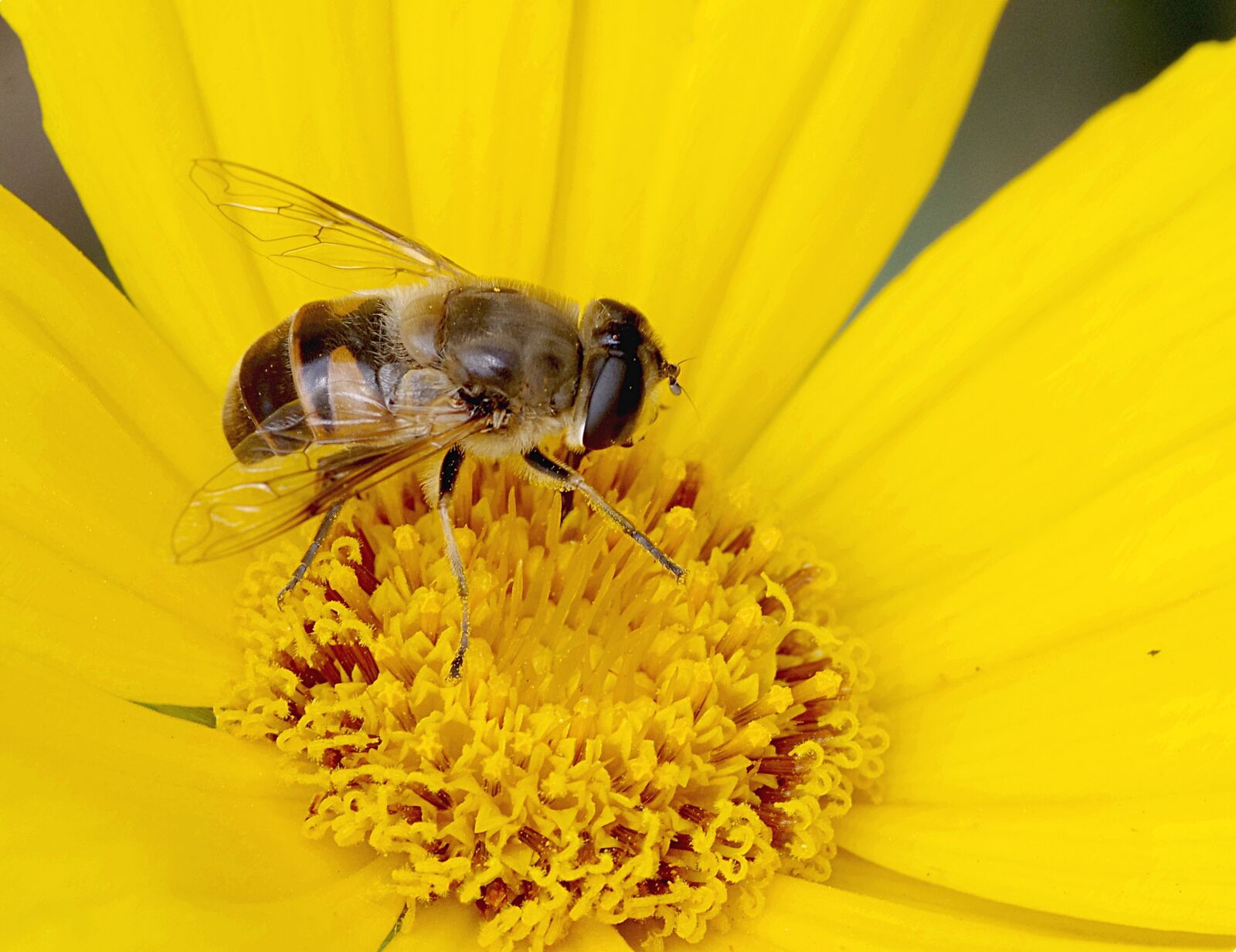 Pentax K-S2 sample photo. Mucha, camouflage, bee photography