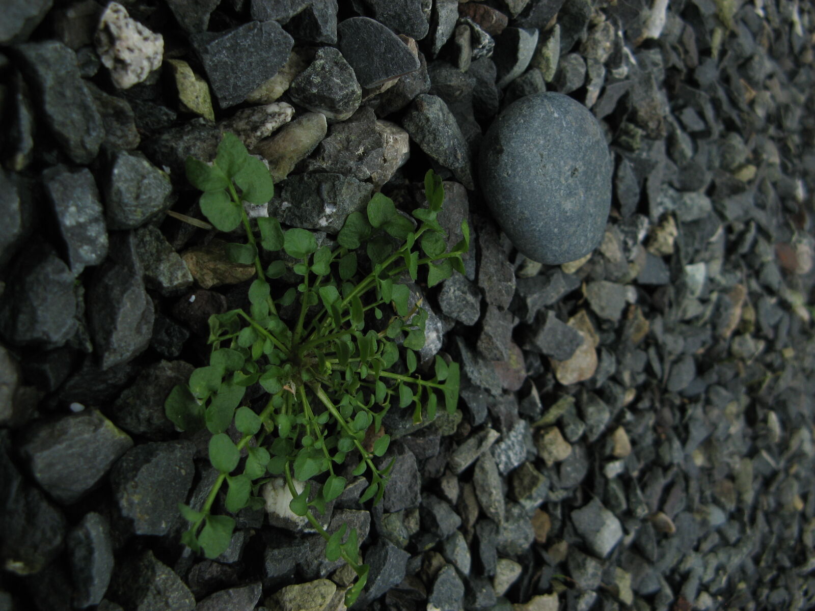 Canon POWERSHOT A700 sample photo. Weed, rock, gravel, ground photography