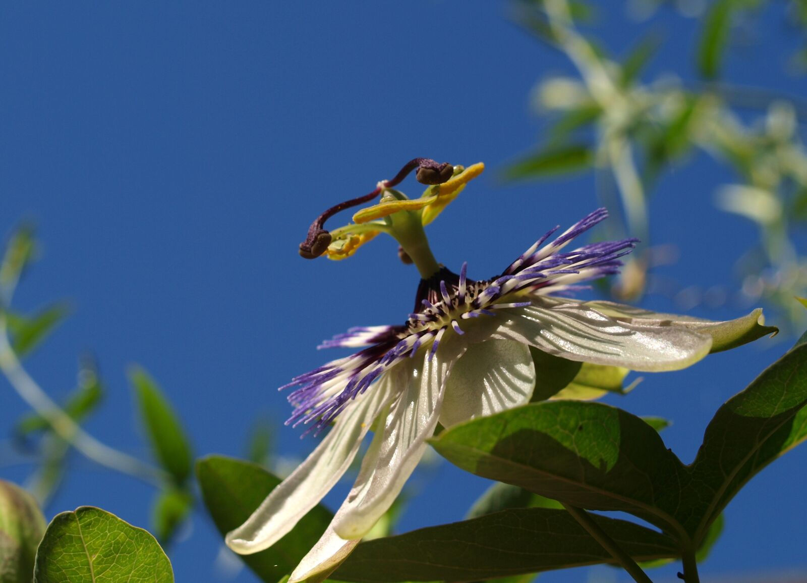 Olympus E-520 (EVOLT E-520) sample photo. Nature, flower, outdoors photography