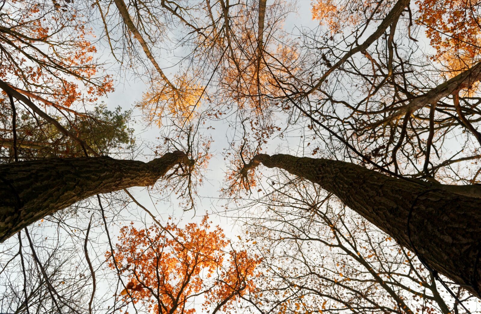 Nikon D3100 sample photo. Trees, trunks, top photography