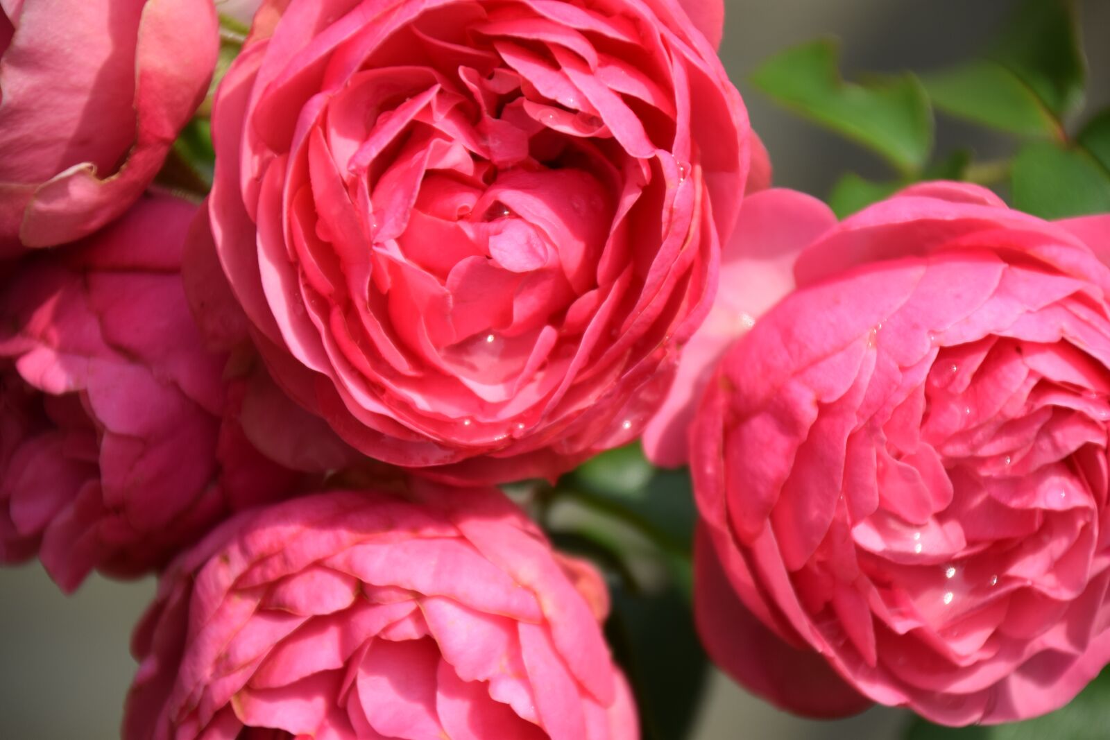 Nikon D5300 sample photo. Roses, nature, flower photography