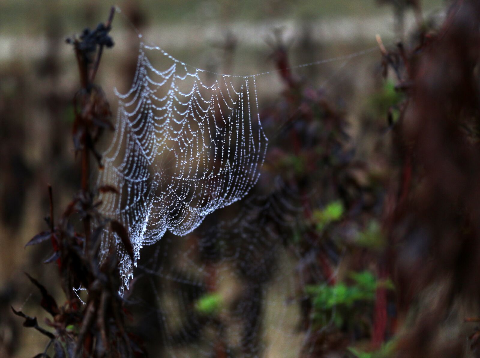 Canon EF-S 60mm F2.8 Macro USM sample photo. Spider web, drops, water photography