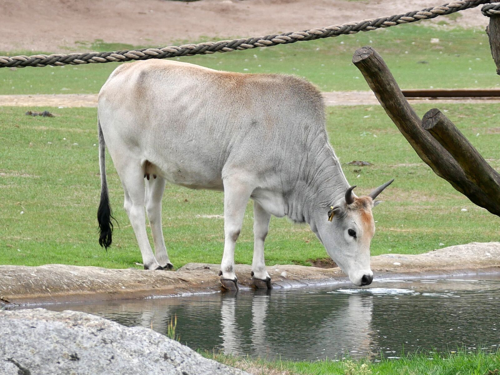 Panasonic DMC-G70 sample photo. Zoo, zebu, dwarf zebu photography