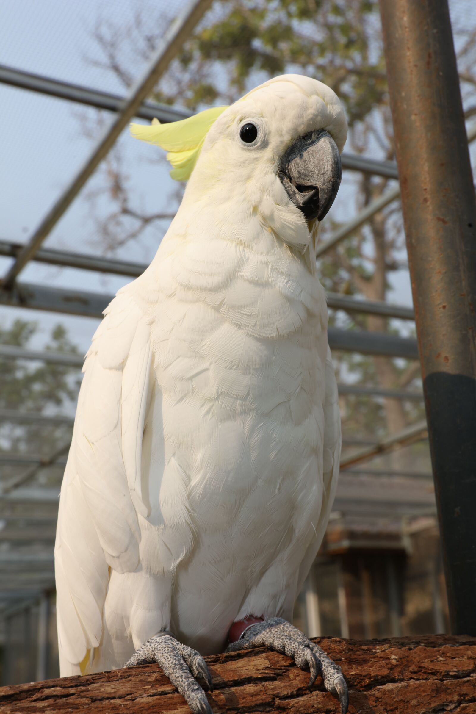 Canon EOS 5DS R + Canon EF 24-70mm F2.8L II USM sample photo. White parakeets, rare parrots photography