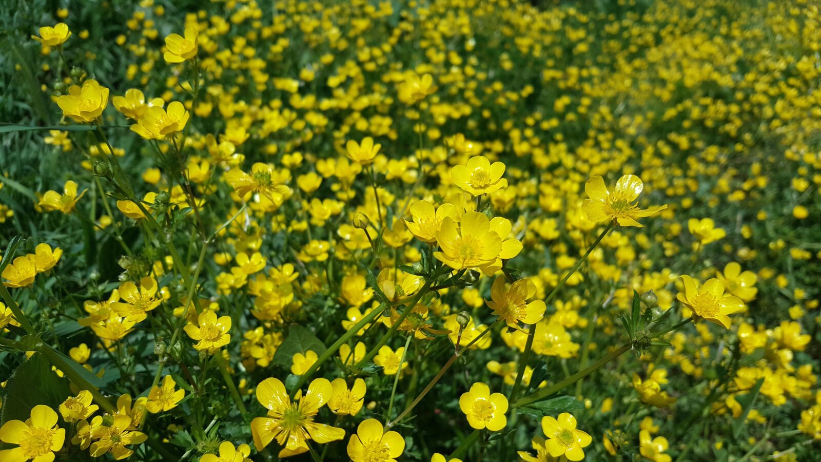 Samsung Galaxy Note5 sample photo. Buttercup, flowers, yellow photography