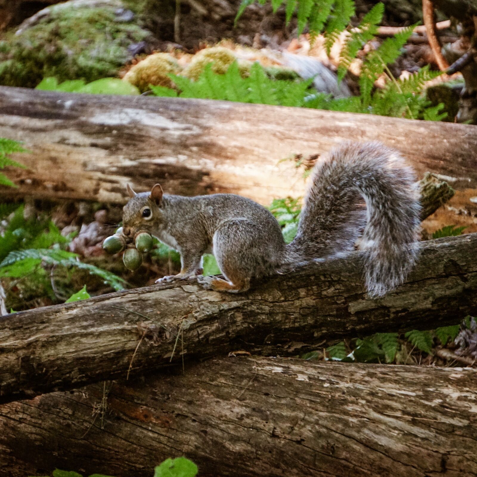 Sony a6000 + Sony E 55-210mm F4.5-6.3 OSS sample photo. Squirrel, animal, nature photography