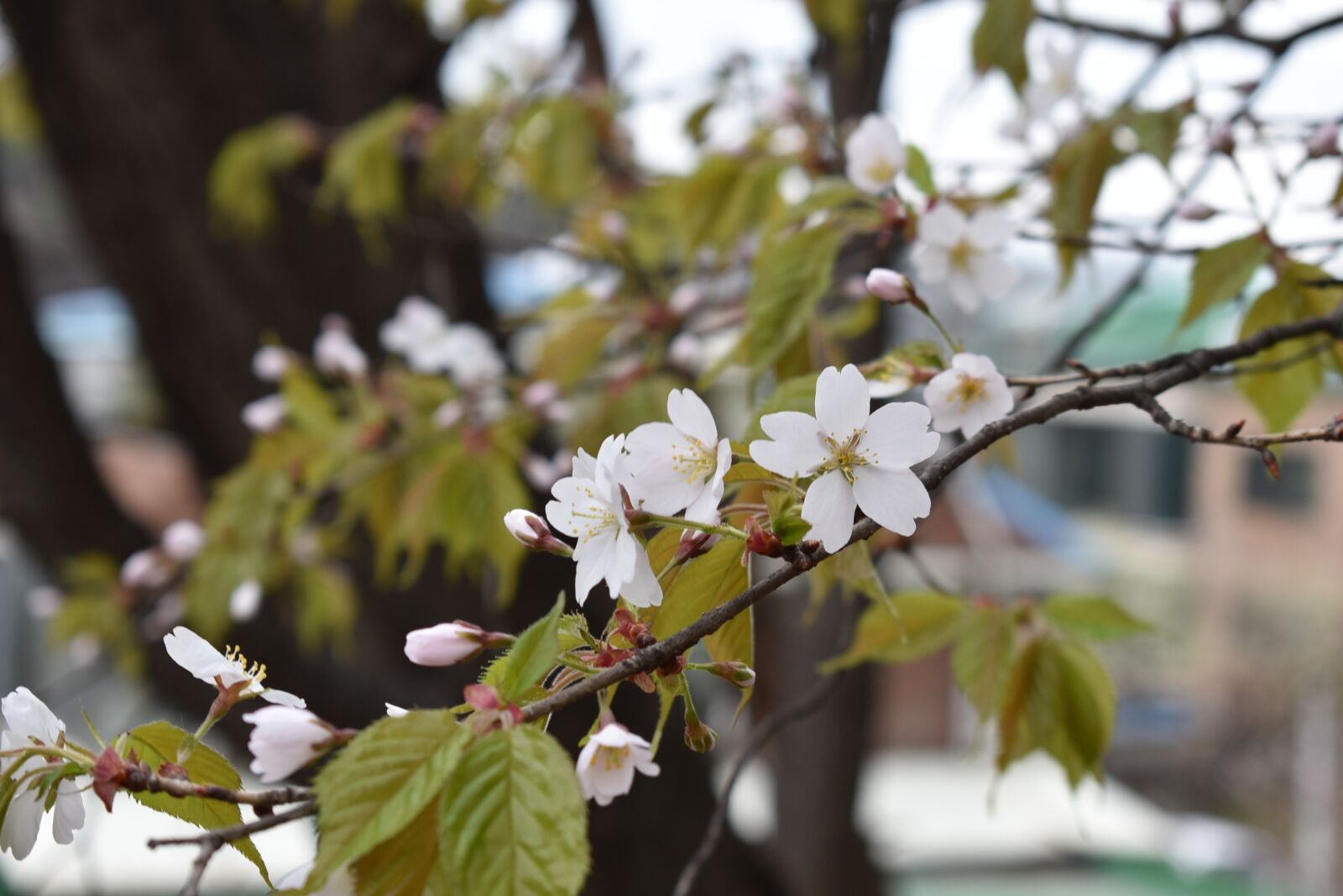Nikon D750 sample photo. Cherry, cherry blossom, sakura photography