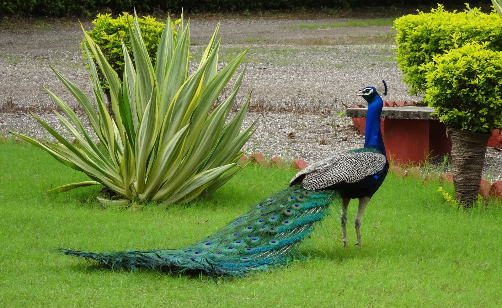 Sony Cyber-shot DSC-HX90V sample photo. Peacock, bird, pavo cristatus photography