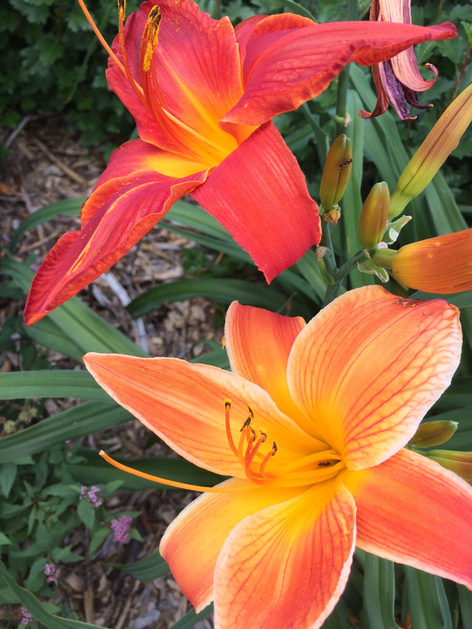 iPhone 5s back camera 4.15mm f/2.2 sample photo. Lys, flower, orange photography