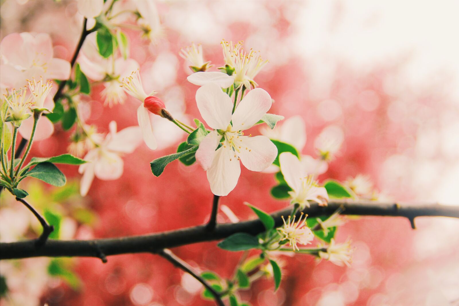 Canon EF-S 18-135mm F3.5-5.6 IS sample photo. Flower, close-range photogrammetry, spring photography