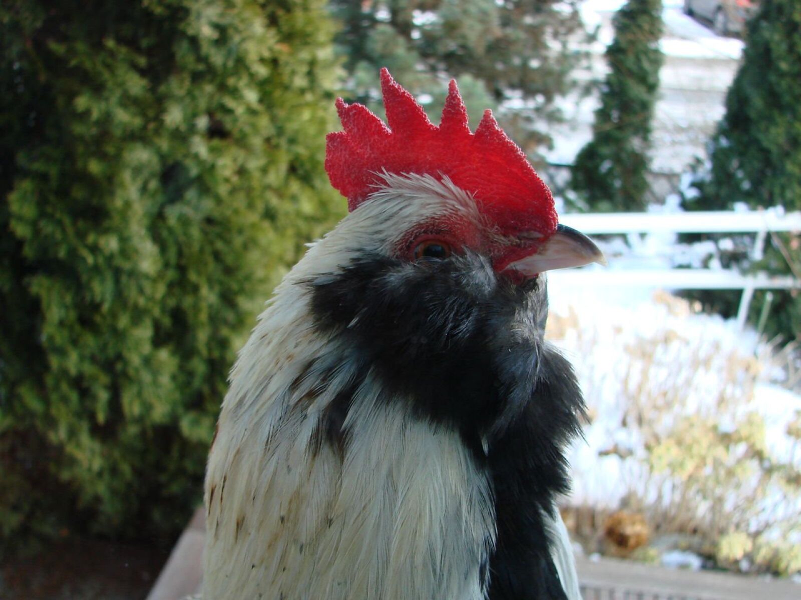 Sony DSC-H5 sample photo. Cockscomb, hahn, chicken photography