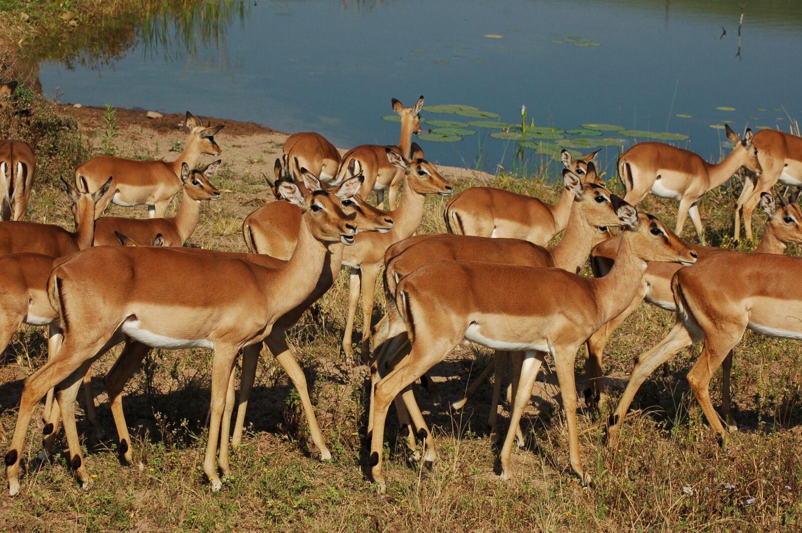 Nikon D50 sample photo. Africa, animals, impala photography