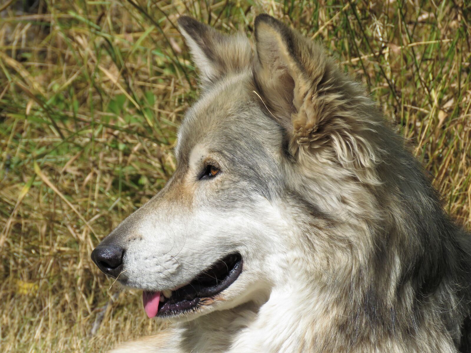 Canon PowerShot SX60 HS sample photo. Wolfdog, wolf, dog photography