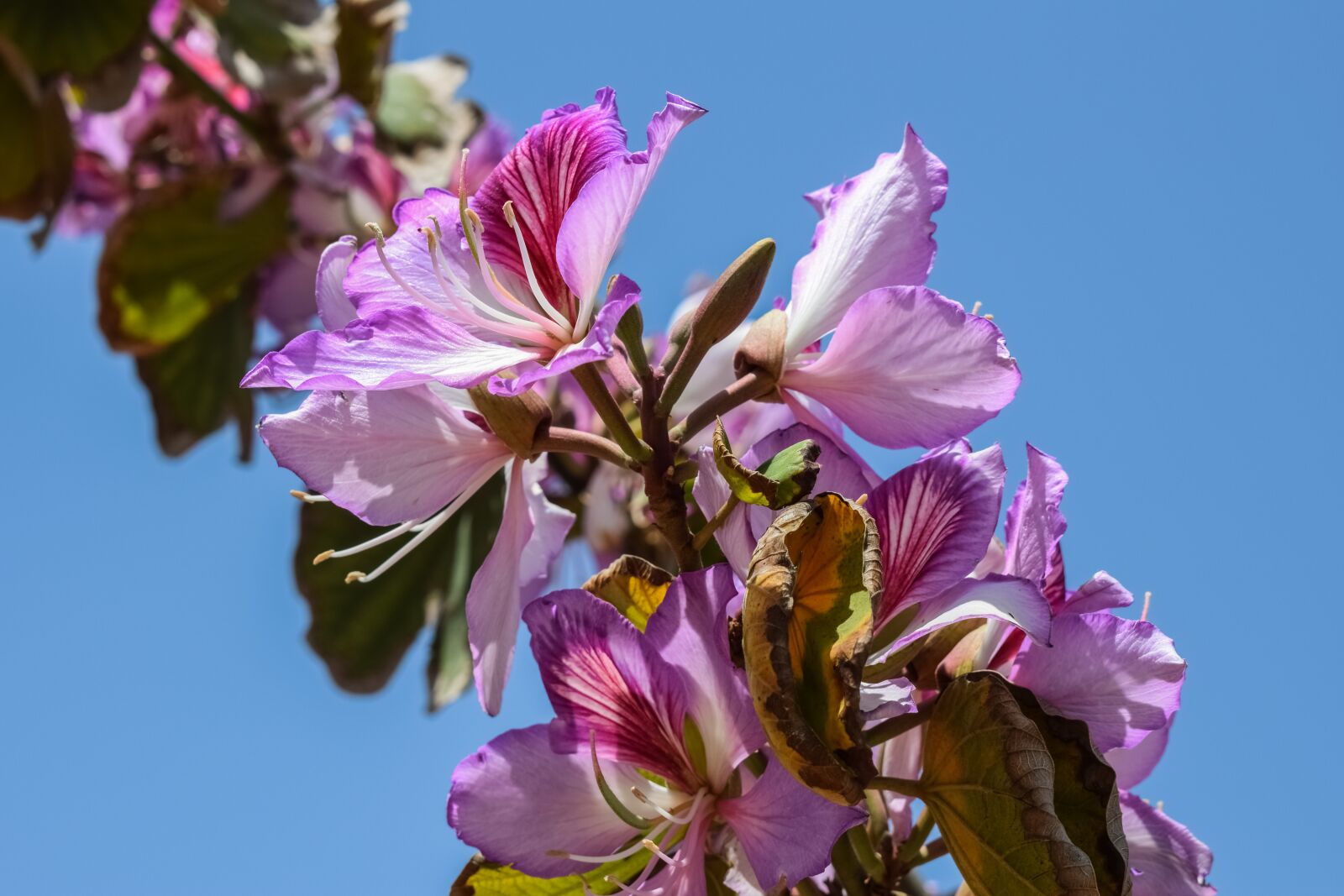 Nikon D3300 sample photo. Flowers, stamens, tree photography