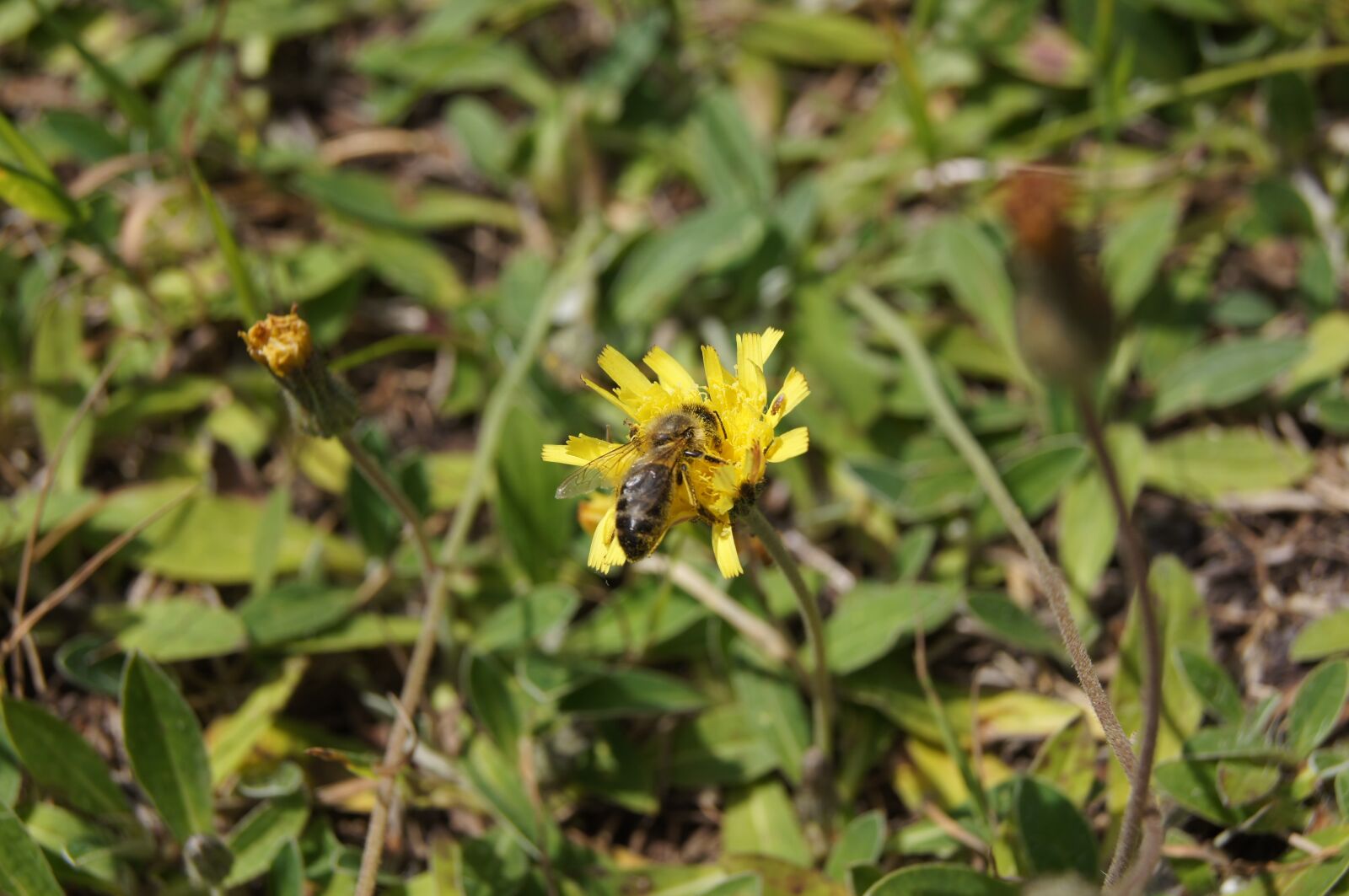 Sony SLT-A55 (SLT-A55V) sample photo. Bee, macro, flower photography