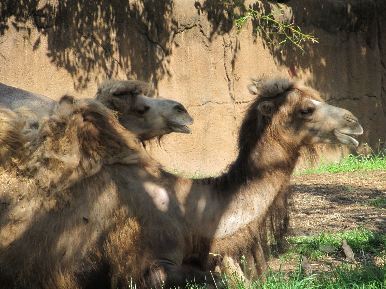 Canon PowerShot SX130 IS sample photo. Camels, shade, resting photography