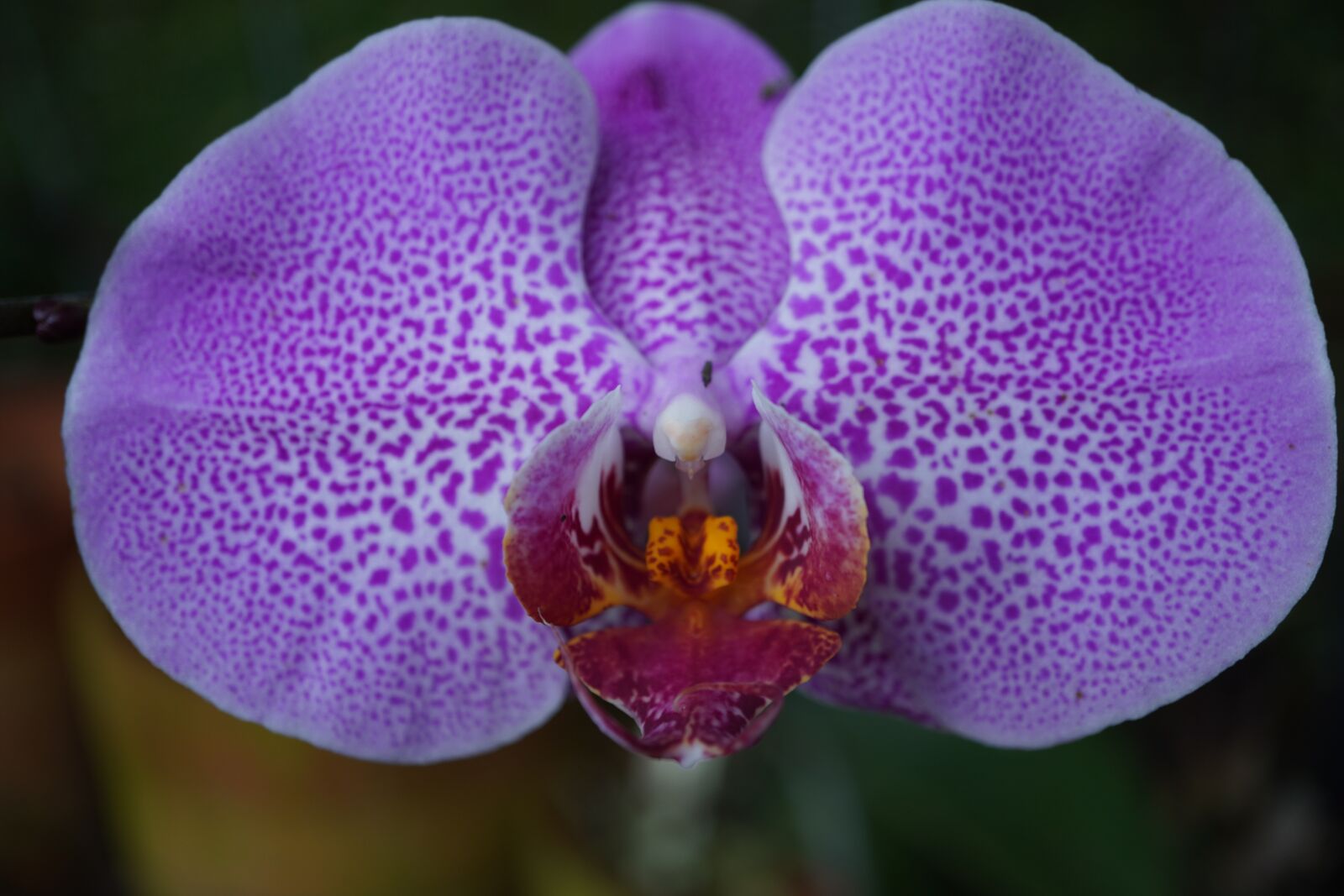 Sony a6400 sample photo. Orchid, purple, flower photography