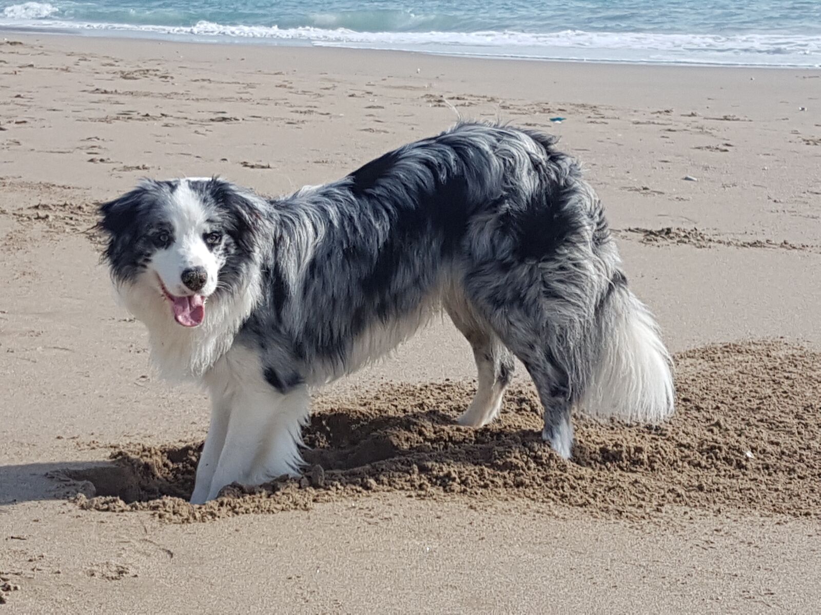 Samsung Galaxy S7 Edge sample photo. Collie, dog, blue blackbird photography
