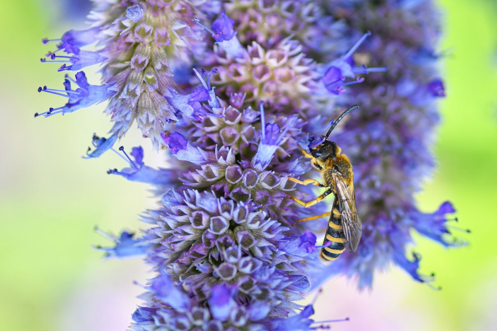 Nikon D500 + Tokina AT-X Pro 100mm F2.8 Macro sample photo. Wasp, flowers, forage photography