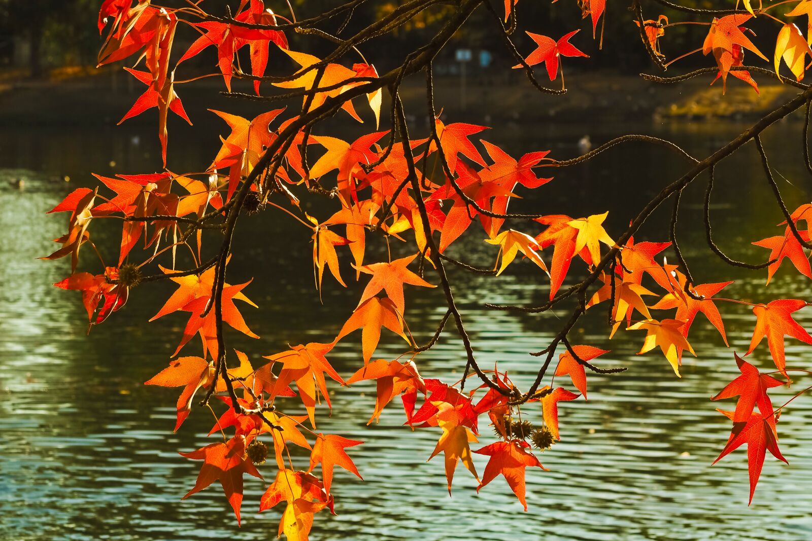 Olympus OM-D E-M10 sample photo. Autumn, fall leaves, leaves photography