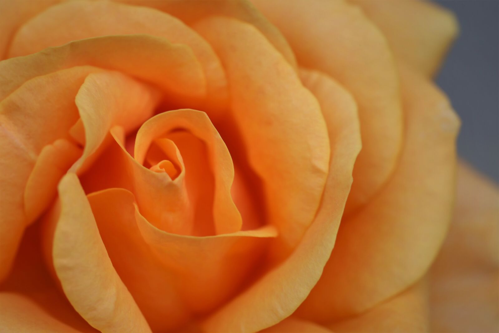 Canon EOS 6D + Canon EF 100mm F2.8 Macro USM sample photo. Yellow rose golden medal photography