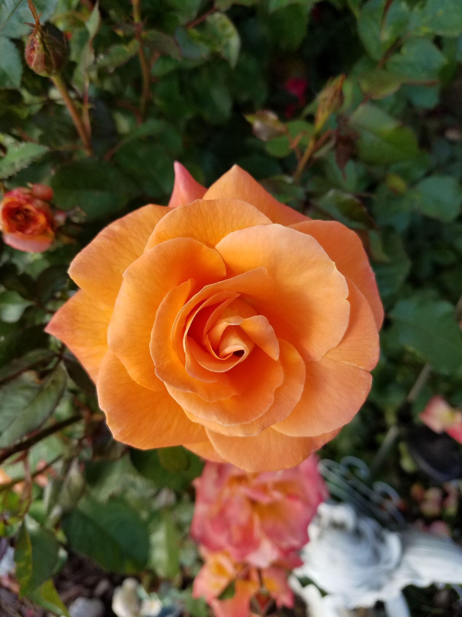 Samsung Galaxy S7 sample photo. Orange, rose, garden photography