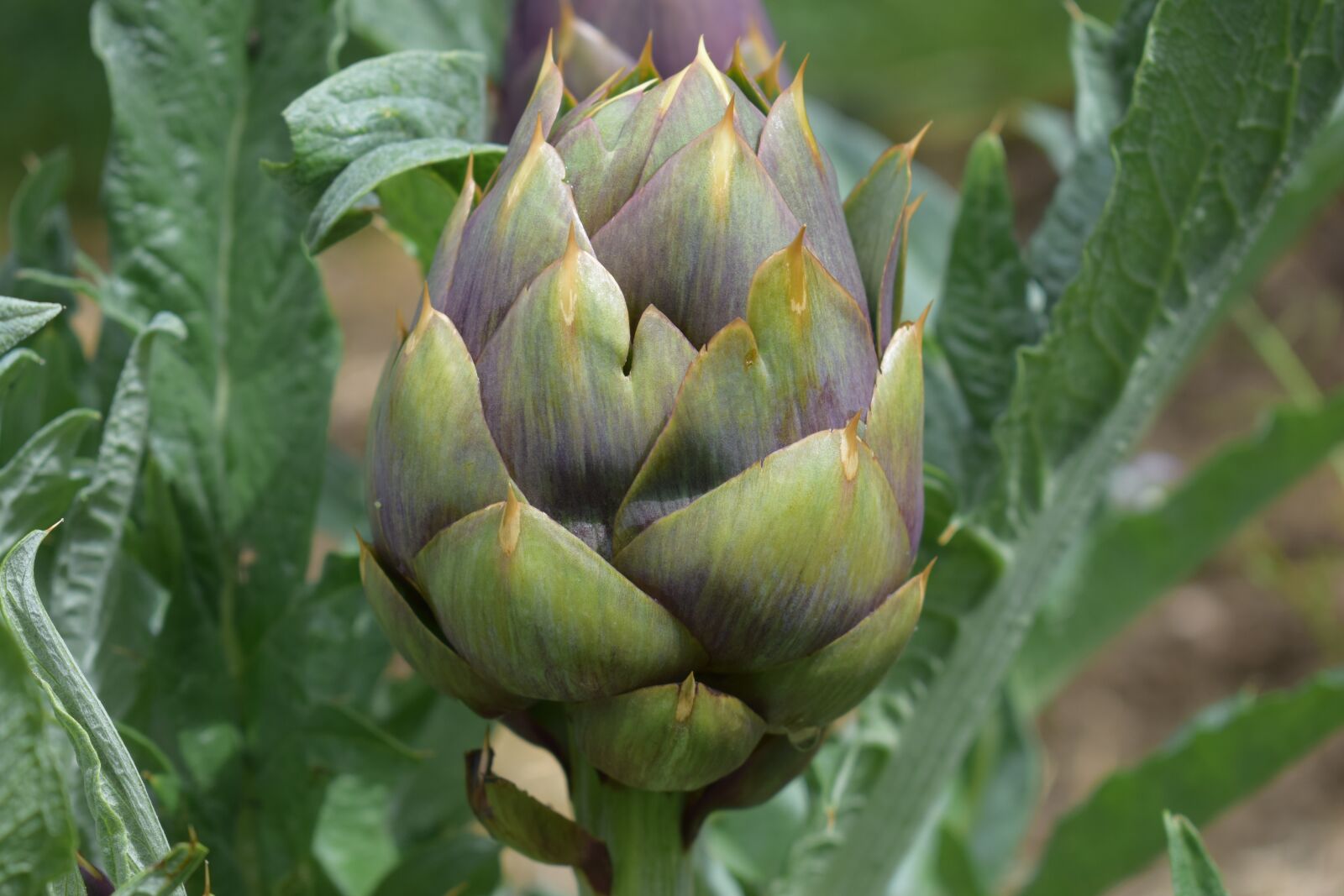 Nikon D3300 sample photo. Plant, food, nature photography