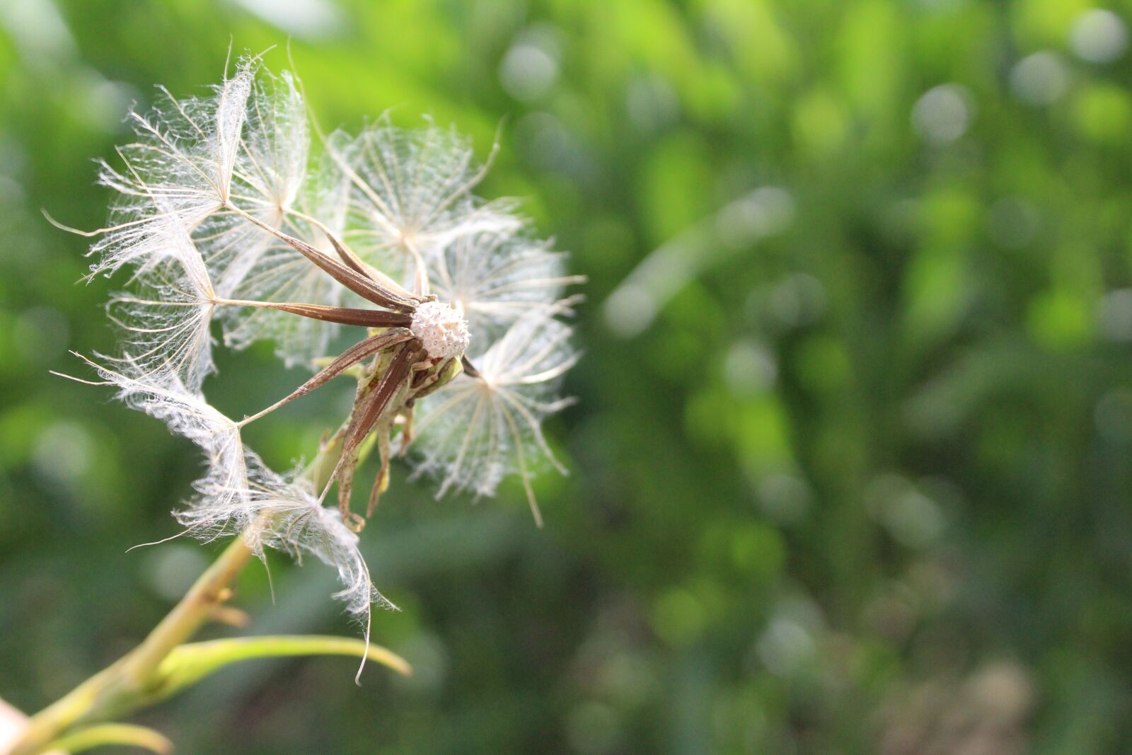 Canon EOS 1300D (EOS Rebel T6 / EOS Kiss X80) sample photo. Nature, dandelion, green photography
