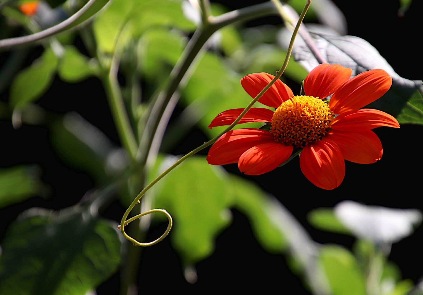 Canon EOS 800D (EOS Rebel T7i / EOS Kiss X9i) sample photo. Flower, plants, color orange photography