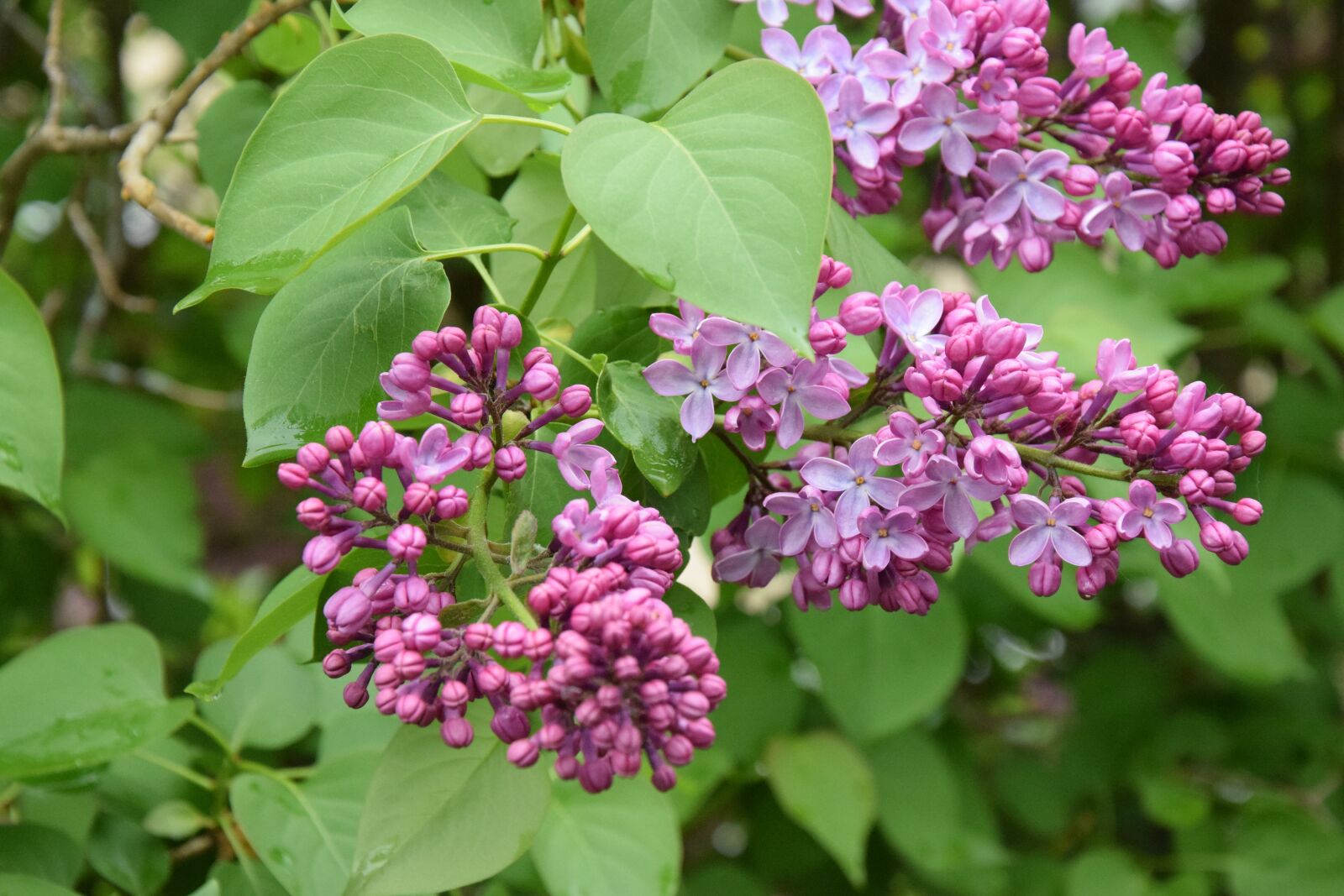 Nikon D5300 sample photo. Flowers, spring, violet photography