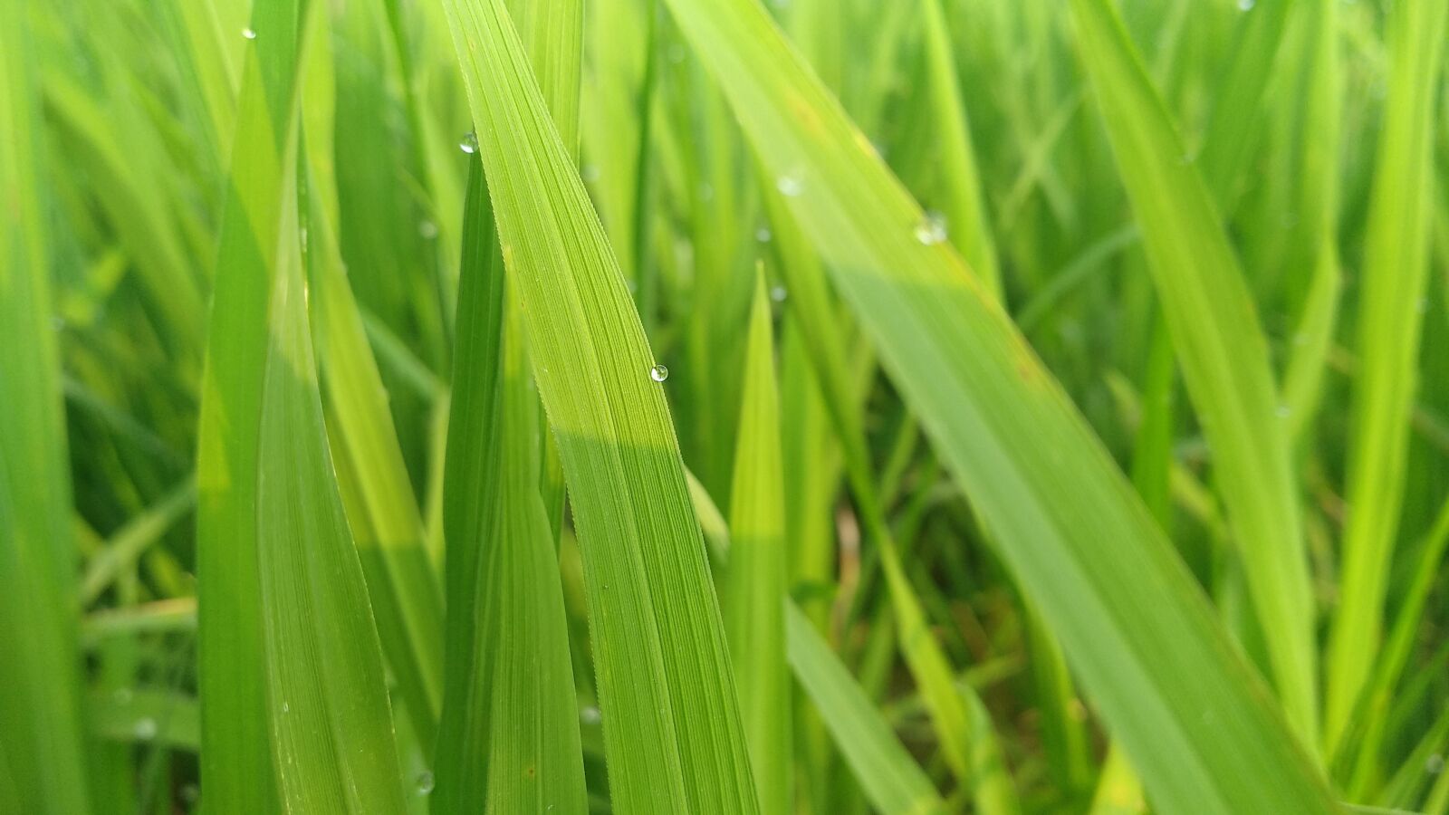 Xiaomi MI MAX 2 sample photo. Growth, grass, leaf photography