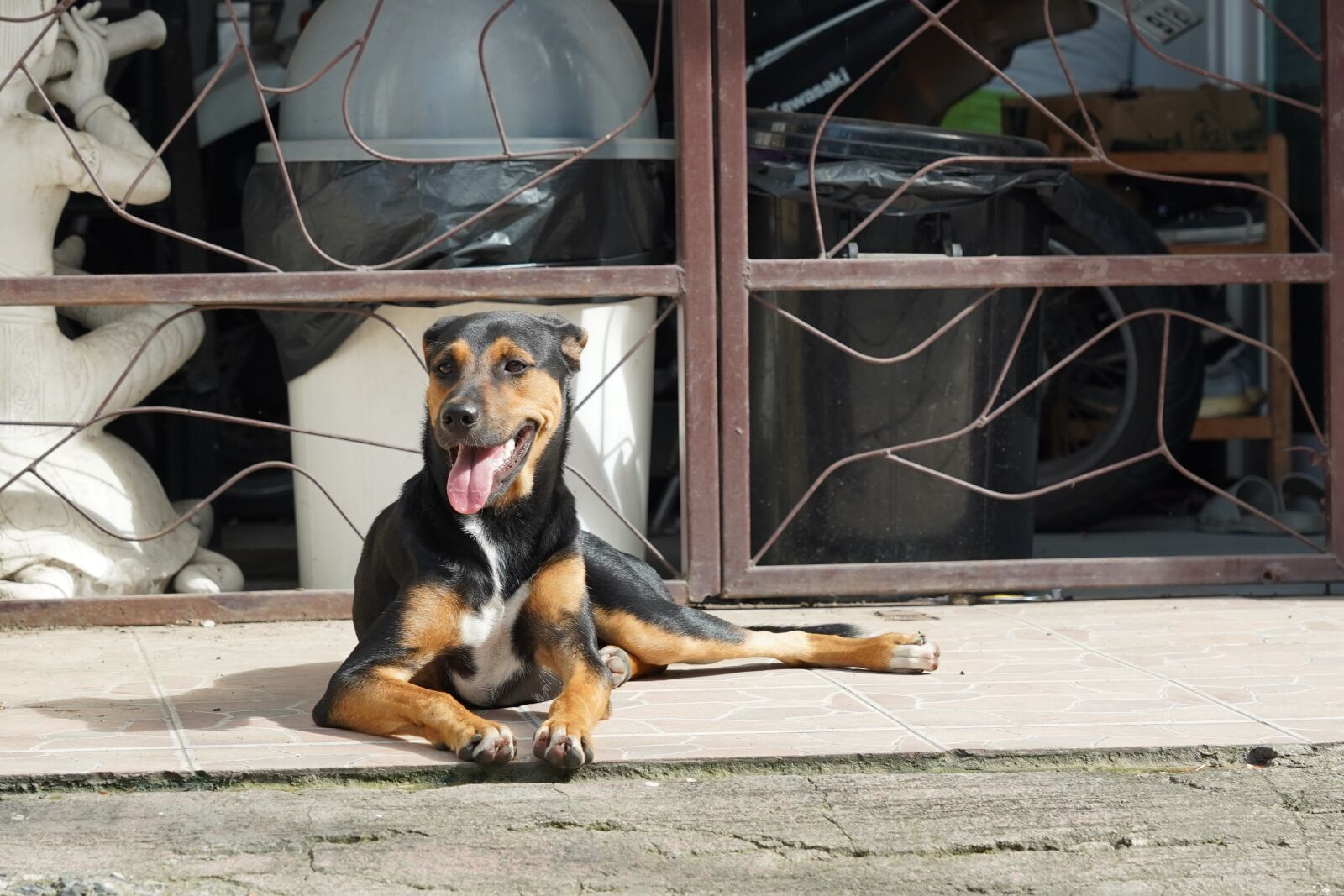 Sony FE 24-105mm F4 G OSS sample photo. Dog, load, tongue photography