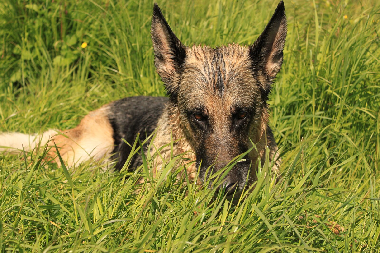 Canon EOS 500D (EOS Rebel T1i / EOS Kiss X3) sample photo. German shepherd, shepherd, dog photography
