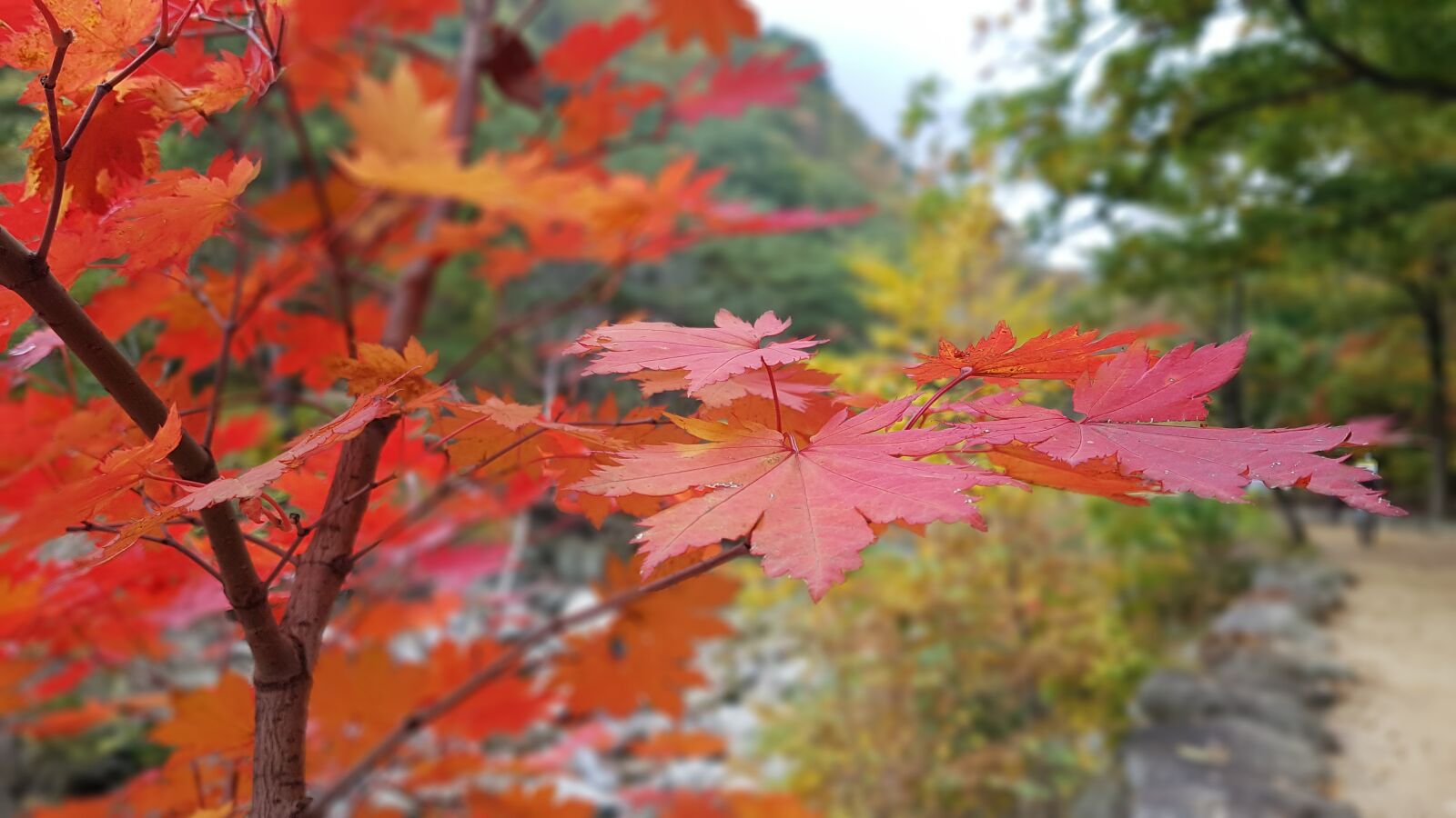 Samsung Galaxy S7 Edge sample photo. Autumn, mt seoraksan, autumn photography