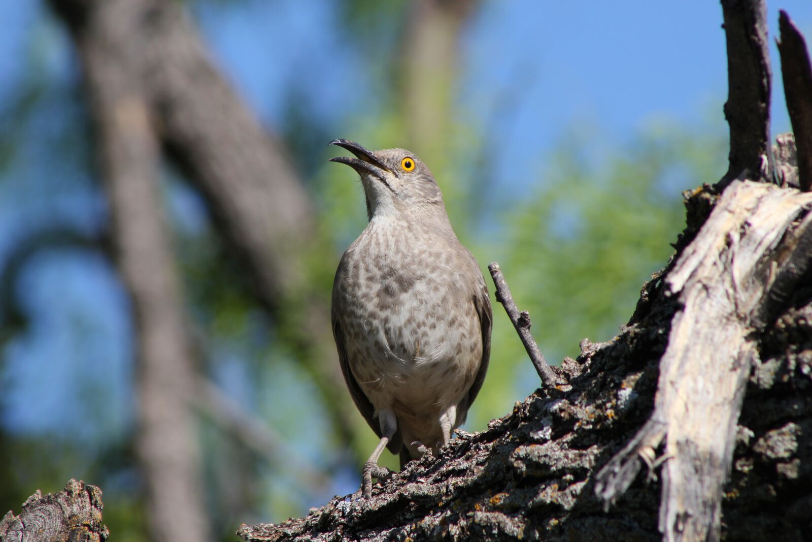 Canon EF 75-300mm f/4-5.6 sample photo. Bird, animal, wild photography