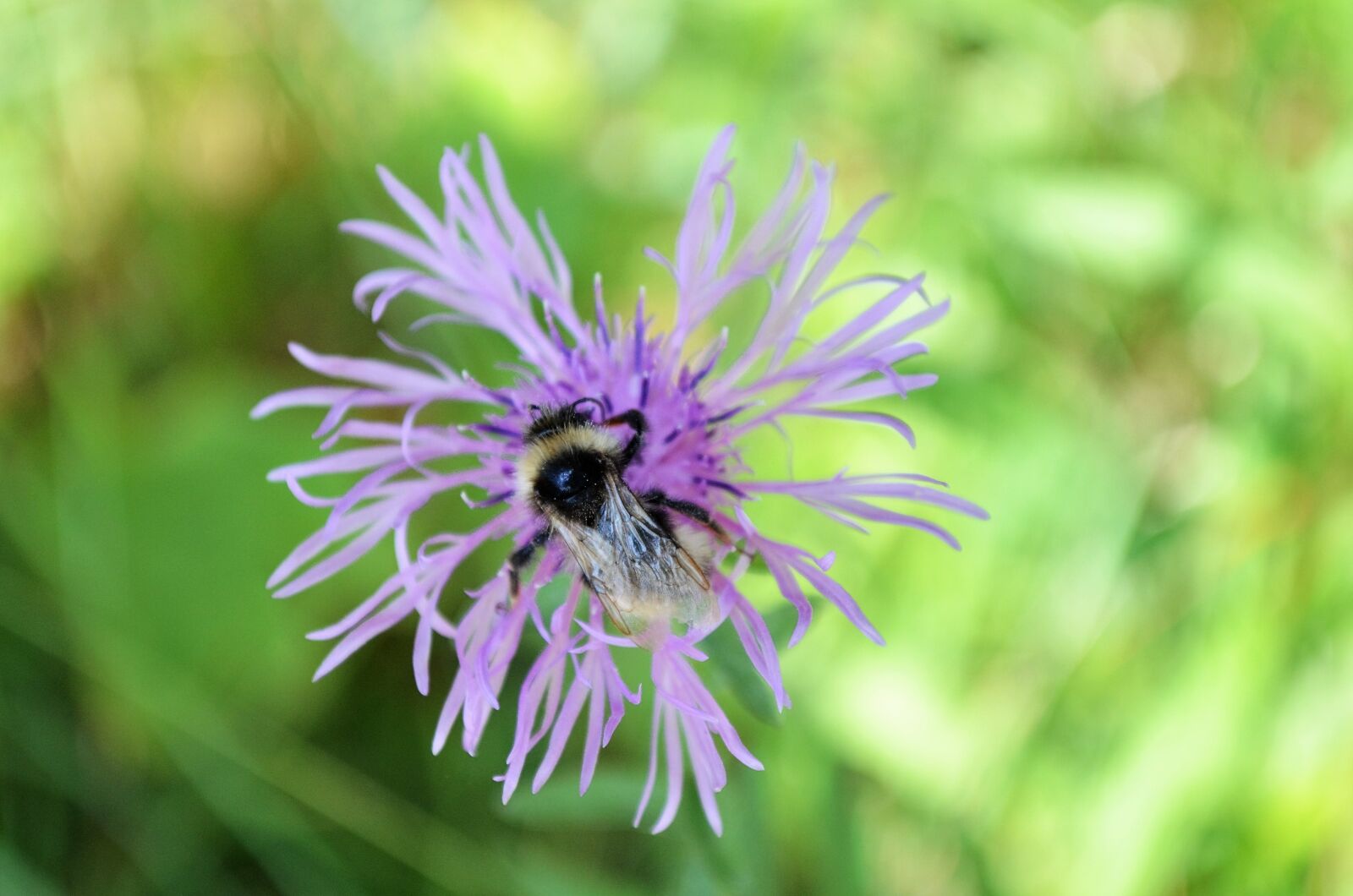 Nikon D5100 sample photo. Flower, hummel, pink flower photography