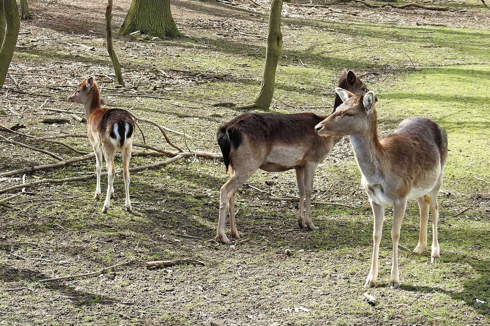 Nikon Coolpix P900 sample photo. Deer, fallow deer, forest photography