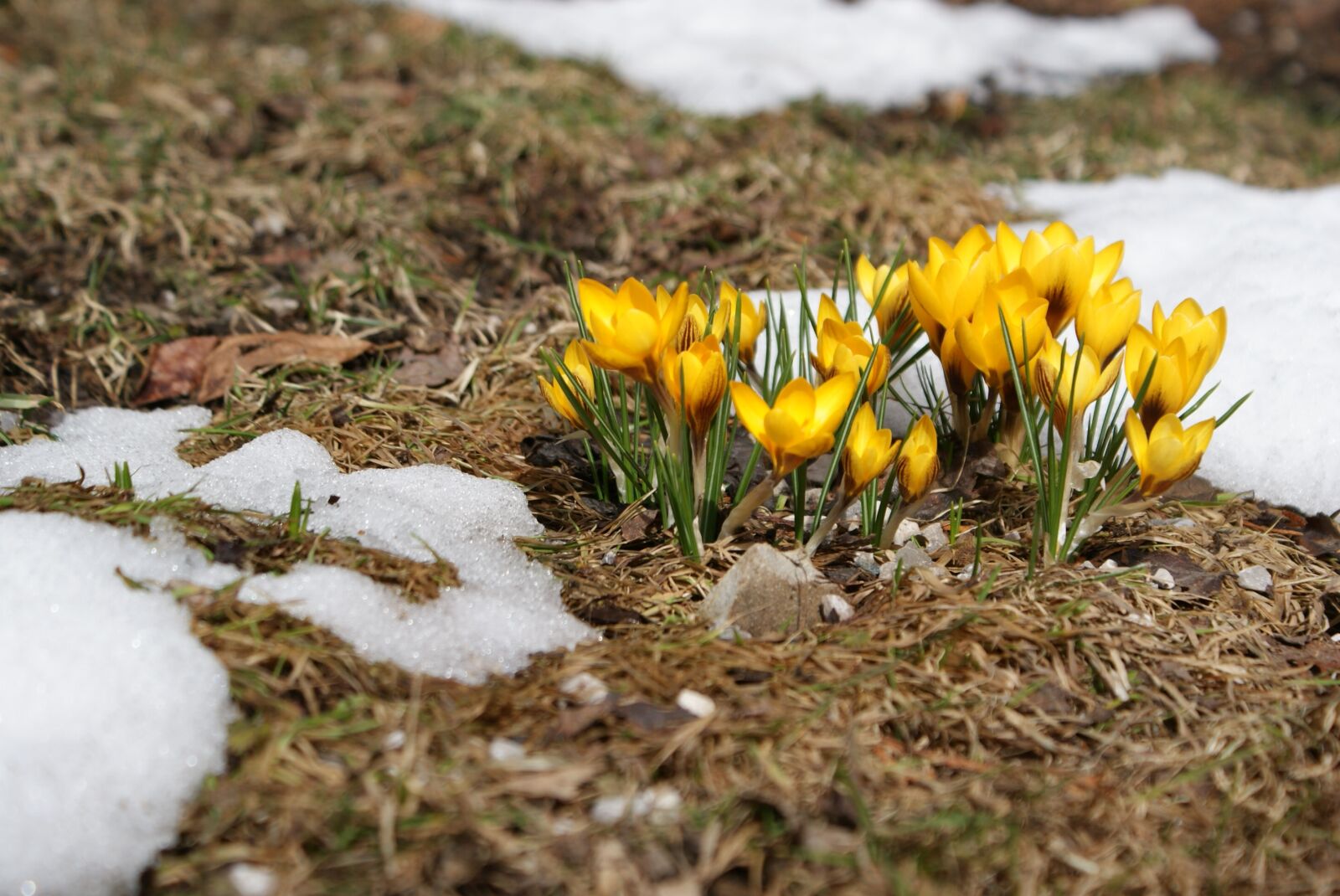 Sony Alpha DSLR-A300 sample photo. Crocus, spring meadow, spring photography