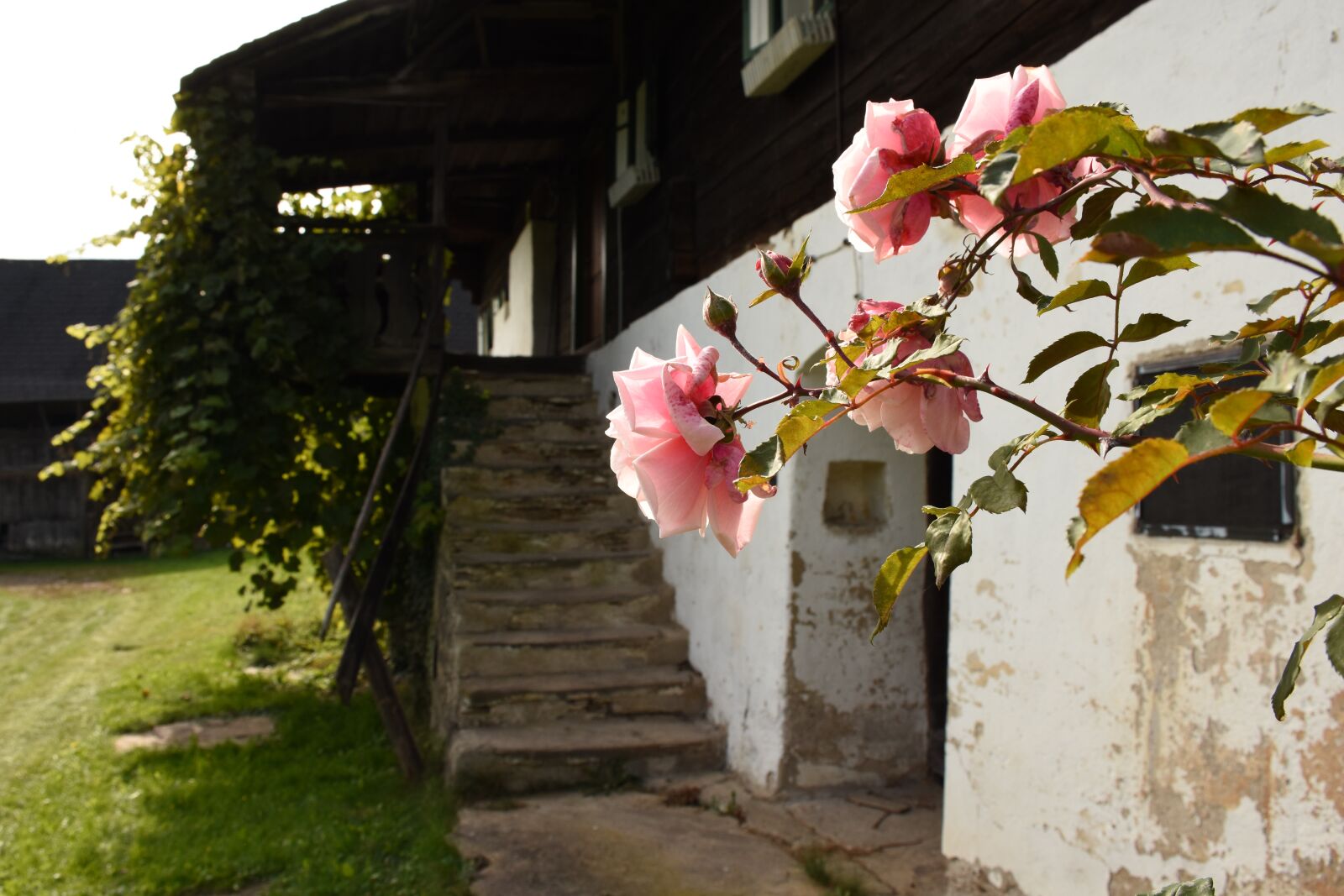 Nikon D7200 sample photo. Roses, farm, staircase photography