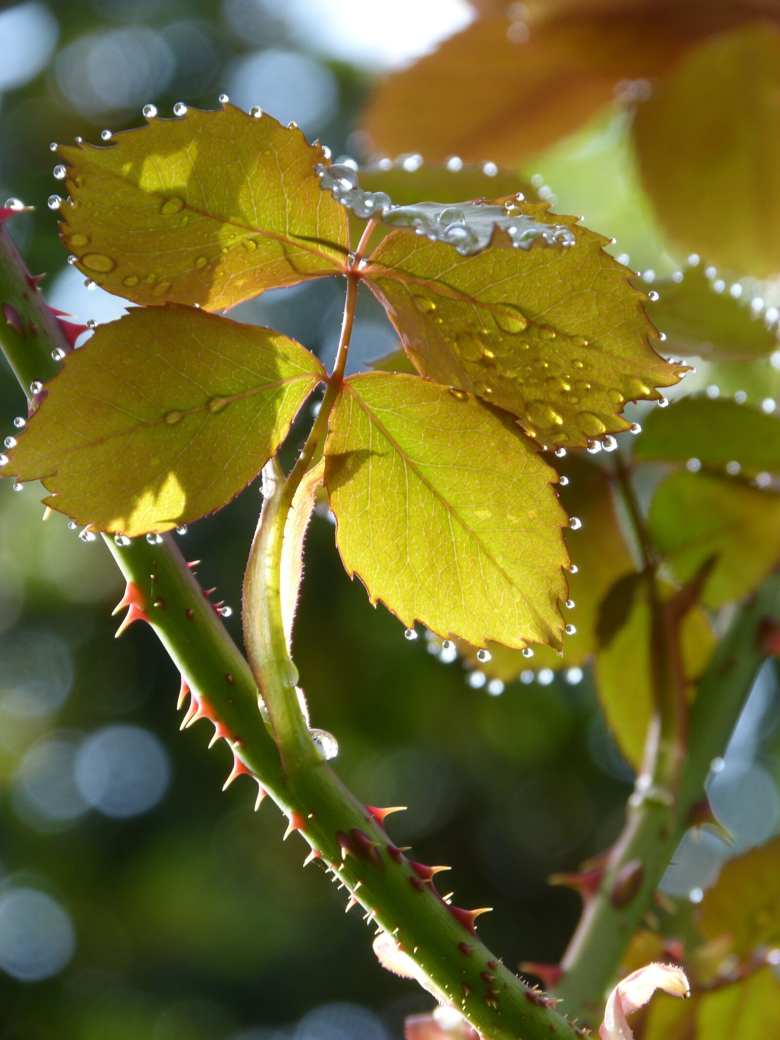 Panasonic DMC-FZ62 sample photo. Leaves, rosebush, drops photography