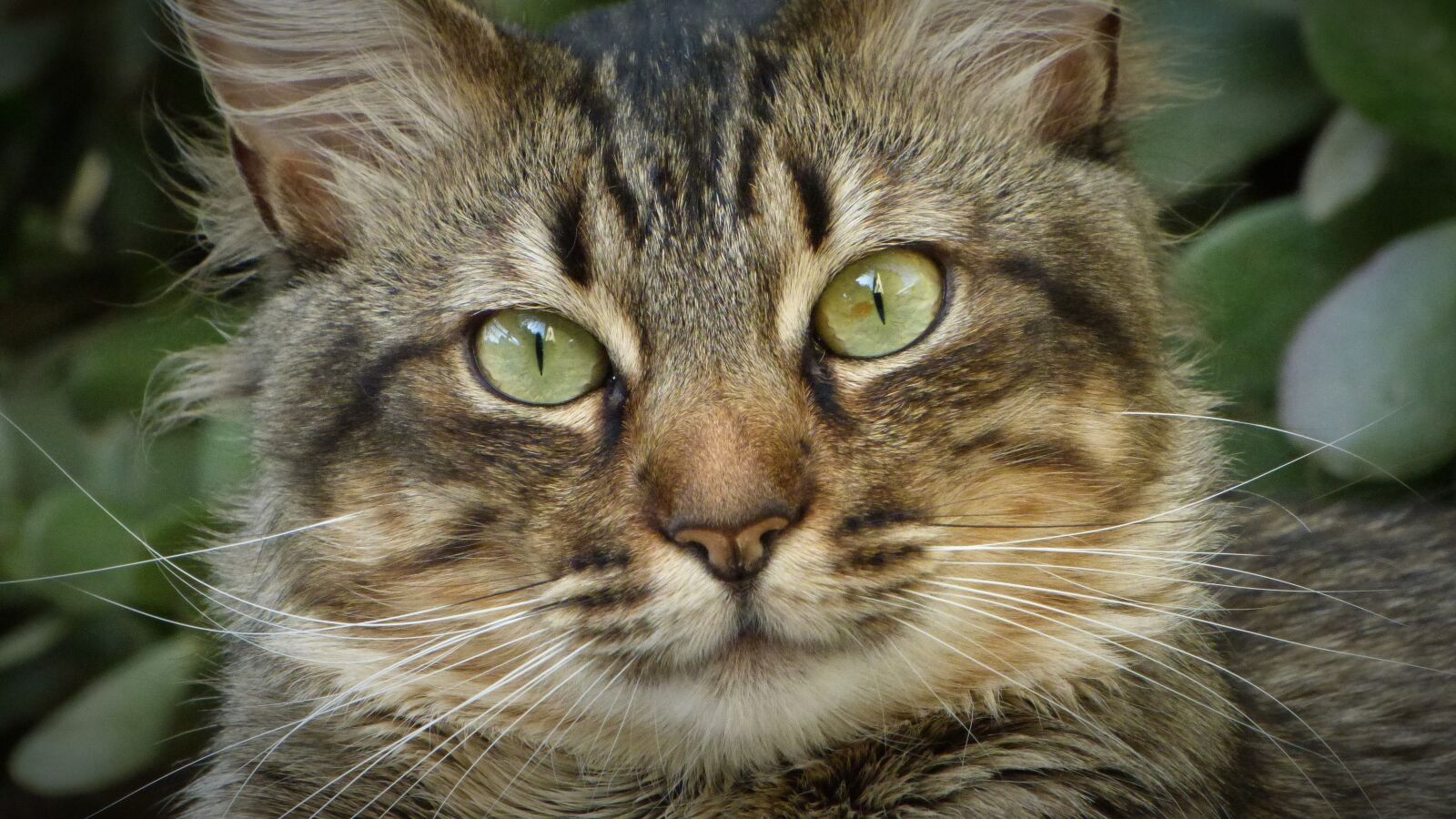 Panasonic Lumix DMC-FZ70 sample photo. Cat, look, feline look photography