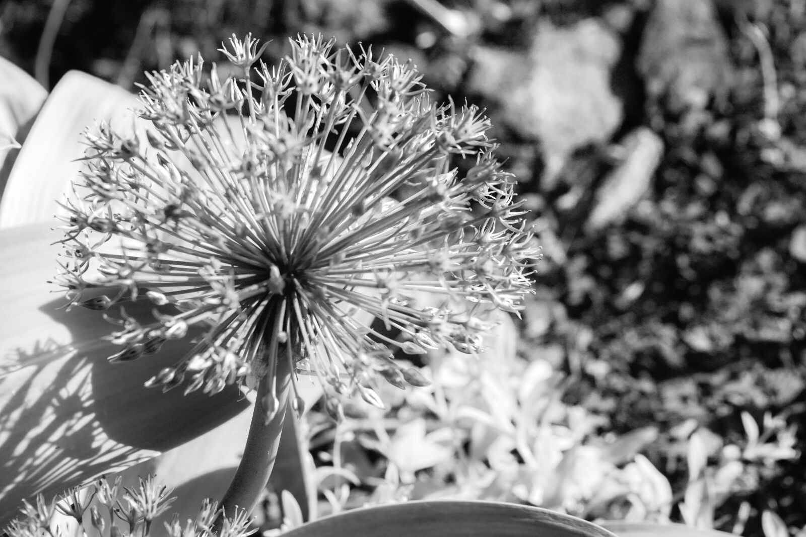 Canon EOS R sample photo. Flower, blossom, plant photography