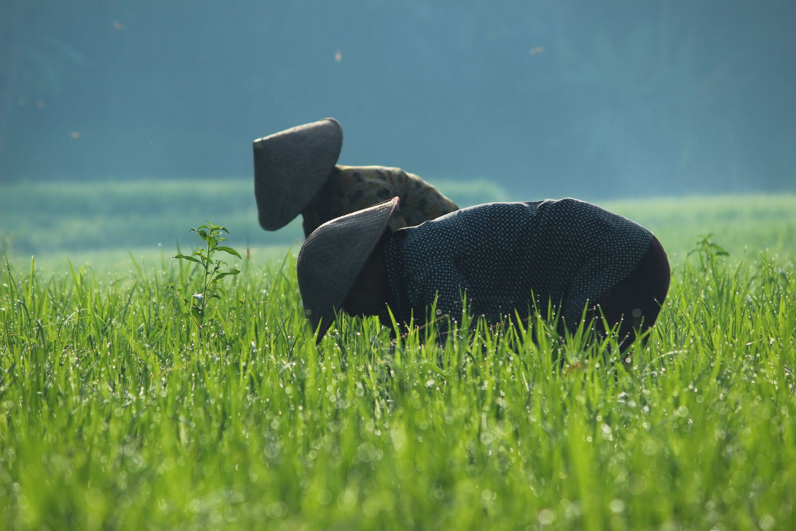 Canon EOS 600D (Rebel EOS T3i / EOS Kiss X5) sample photo. Grass, field, human photography